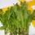 新鲜荠菜大量上市中，现采现发，保质保量！需要的老板联系…