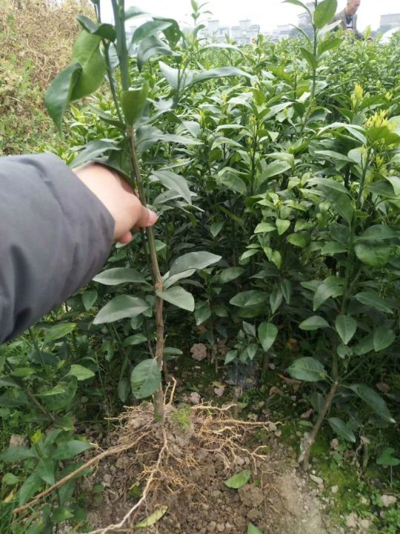 【精选】优质沃柑苗，091无核沃柑苗，香橙头沃柑苗