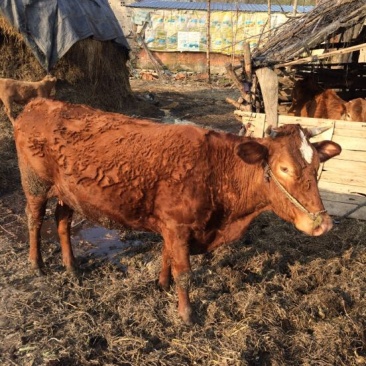 黄牛200~300kg