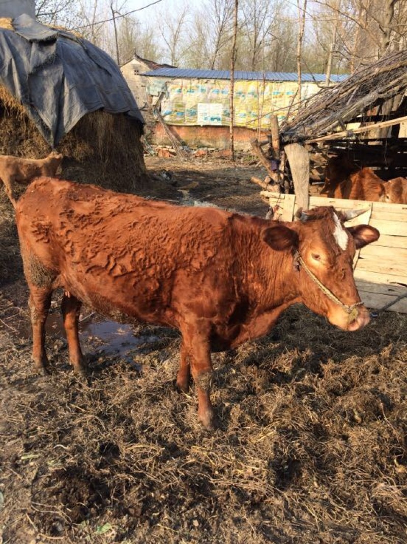 黄牛200~300kg