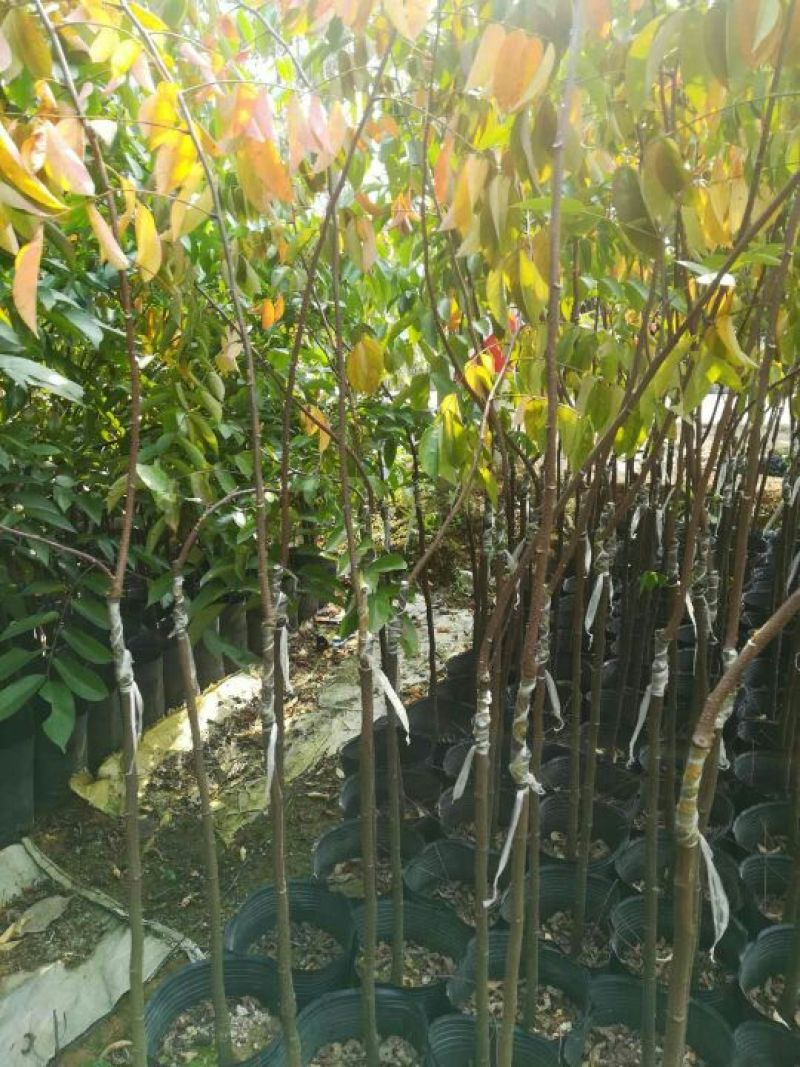 杨桃苗嫁接良种甜杨桃苗，负责免费技术指导。