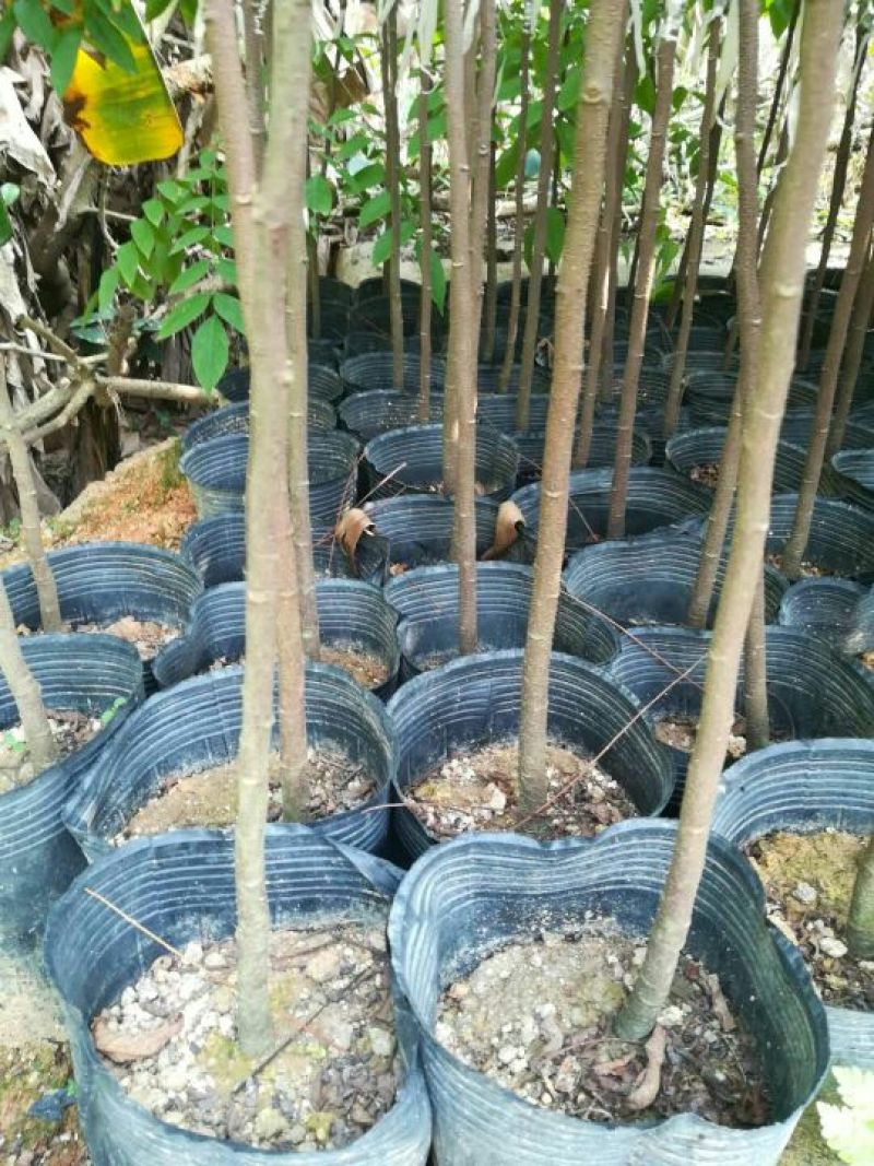 杨桃苗嫁接良种甜杨桃苗，负责免费技术指导。