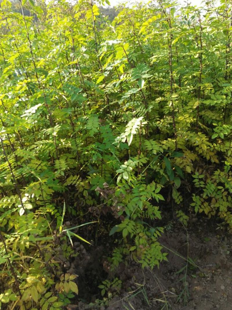 花椒苗大红袍花椒树苗六月伏椒狮子头花椒苗南北方当年结果