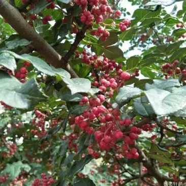 花椒苗大红袍花椒树苗六月伏椒狮子头花椒苗南北方当年结果