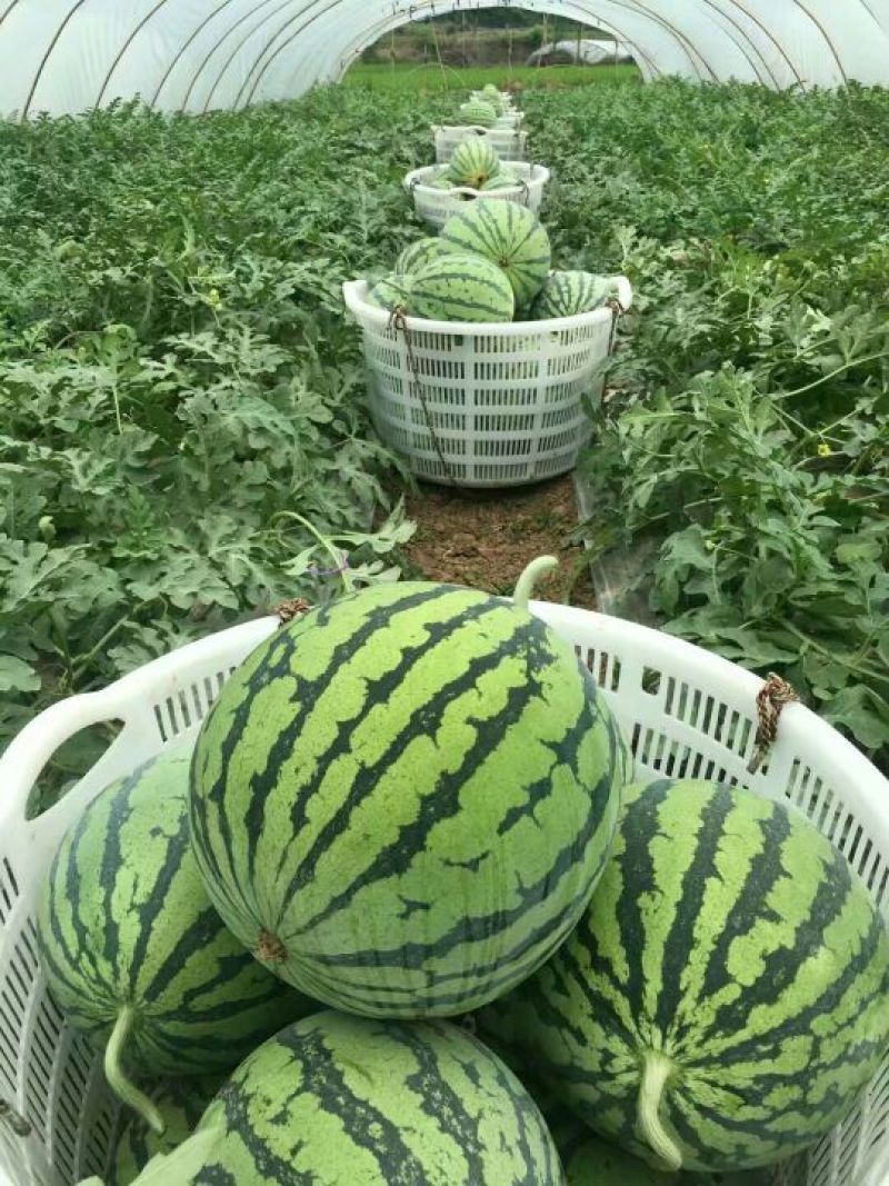 甜王西瓜，大西瓜，山东西瓜，潍坊西瓜，包熟