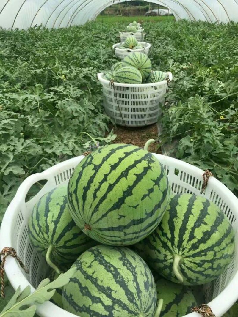 甜王西瓜，大西瓜，山东西瓜，潍坊西瓜，包熟