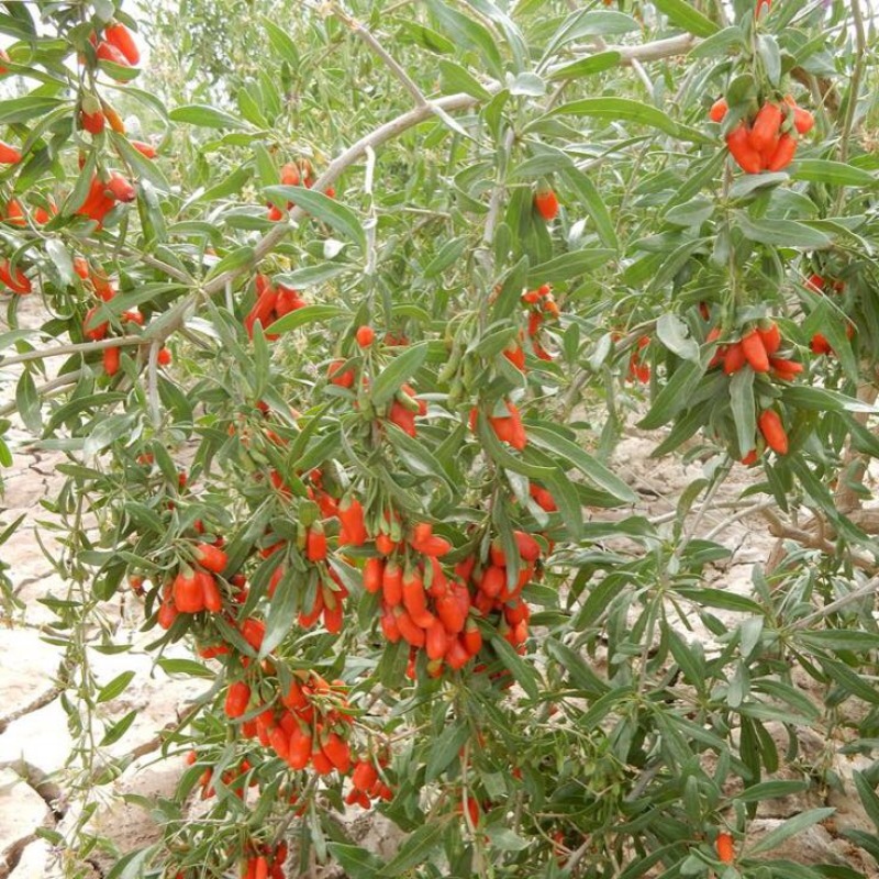 枸杞干货头茬