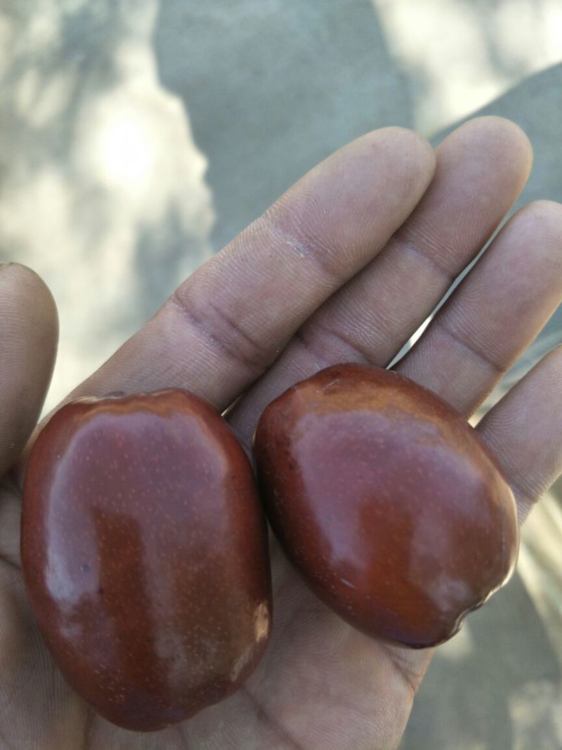 红枣一级干枣
