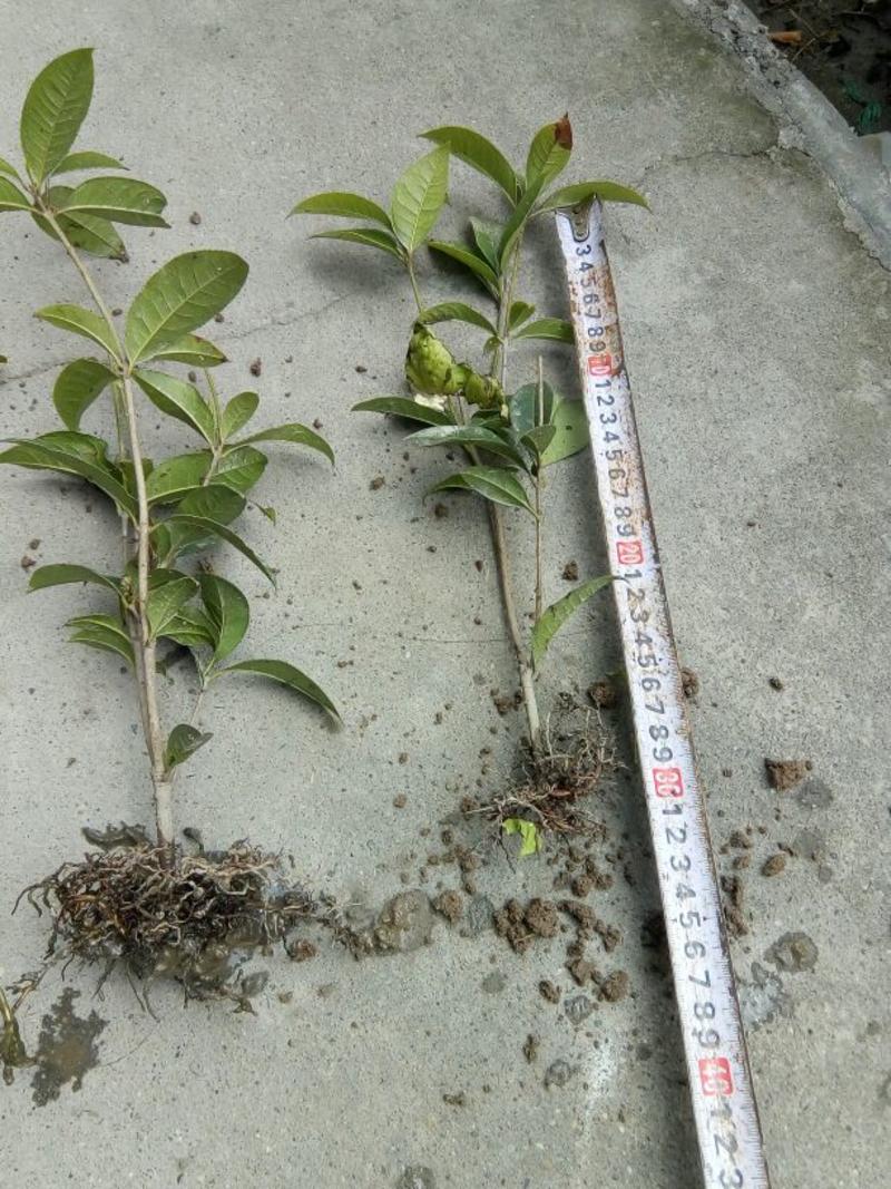 四季桂2cm以下0.5米以下1米以下