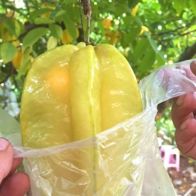 杨桃苗台湾红杨桃果大超甜泰国甜杨桃四季杨桃
