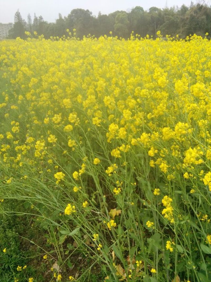 油菜籽1级