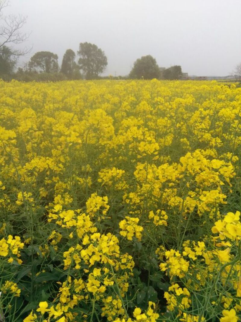 油菜籽1级