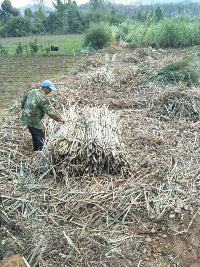 油菜籽1级
