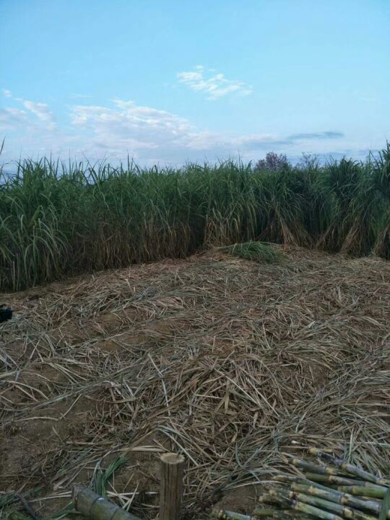 油菜籽1级