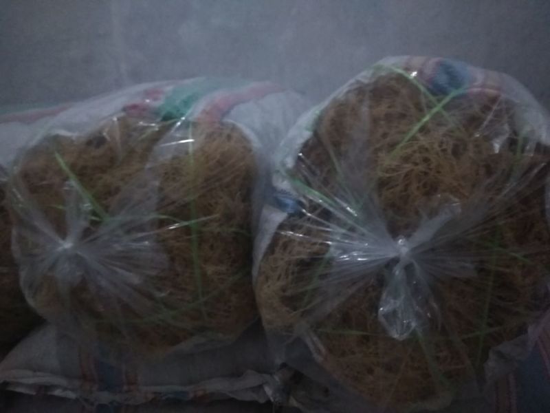 龙须菜嫩