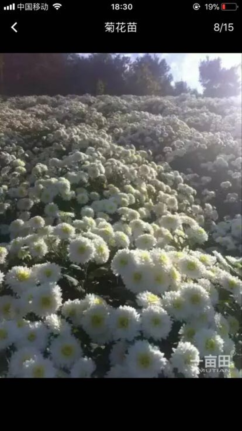 菊花种苗