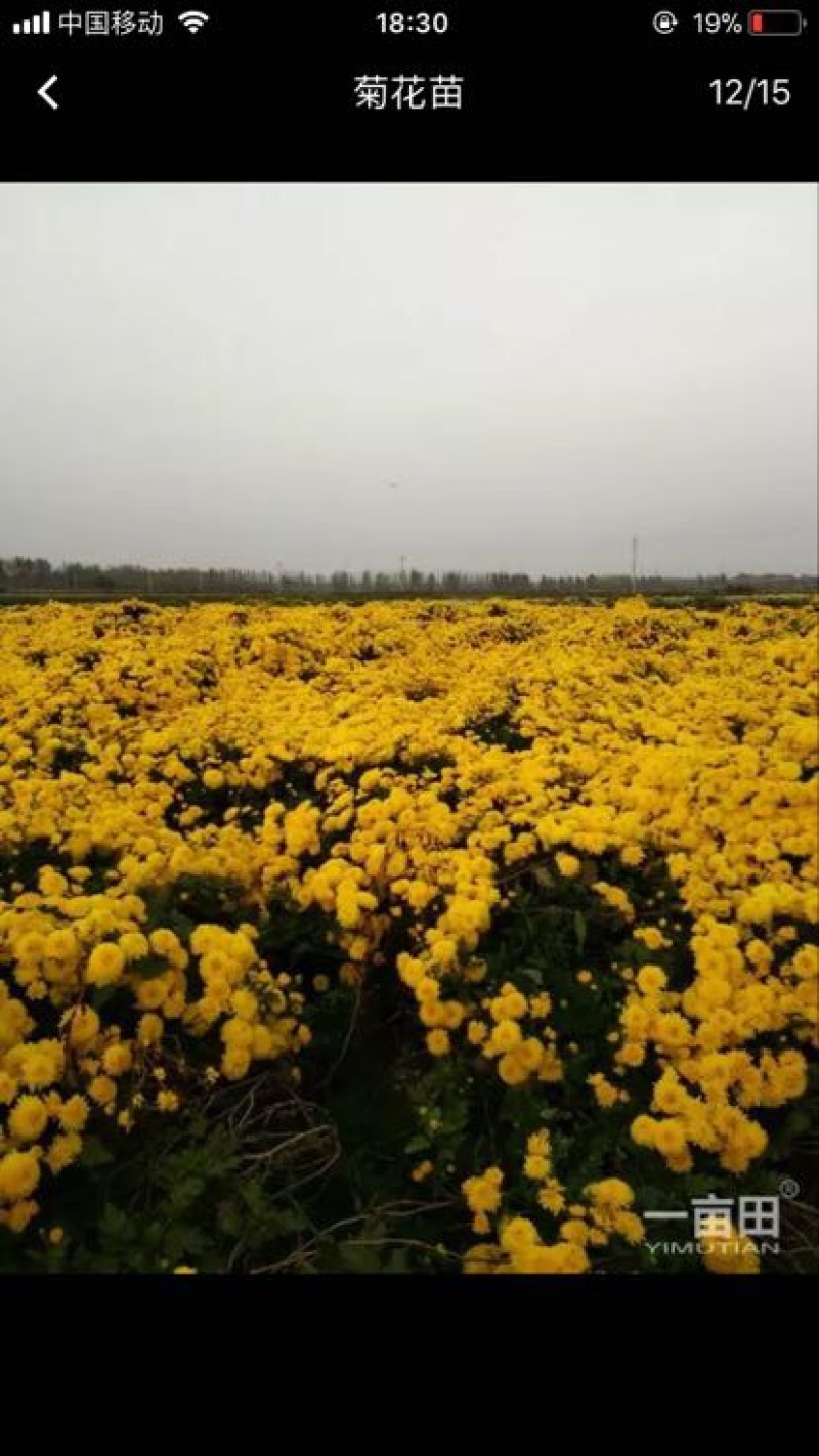 菊花种苗