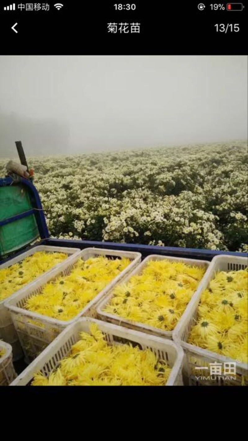 菊花种苗
