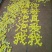 菊花种苗