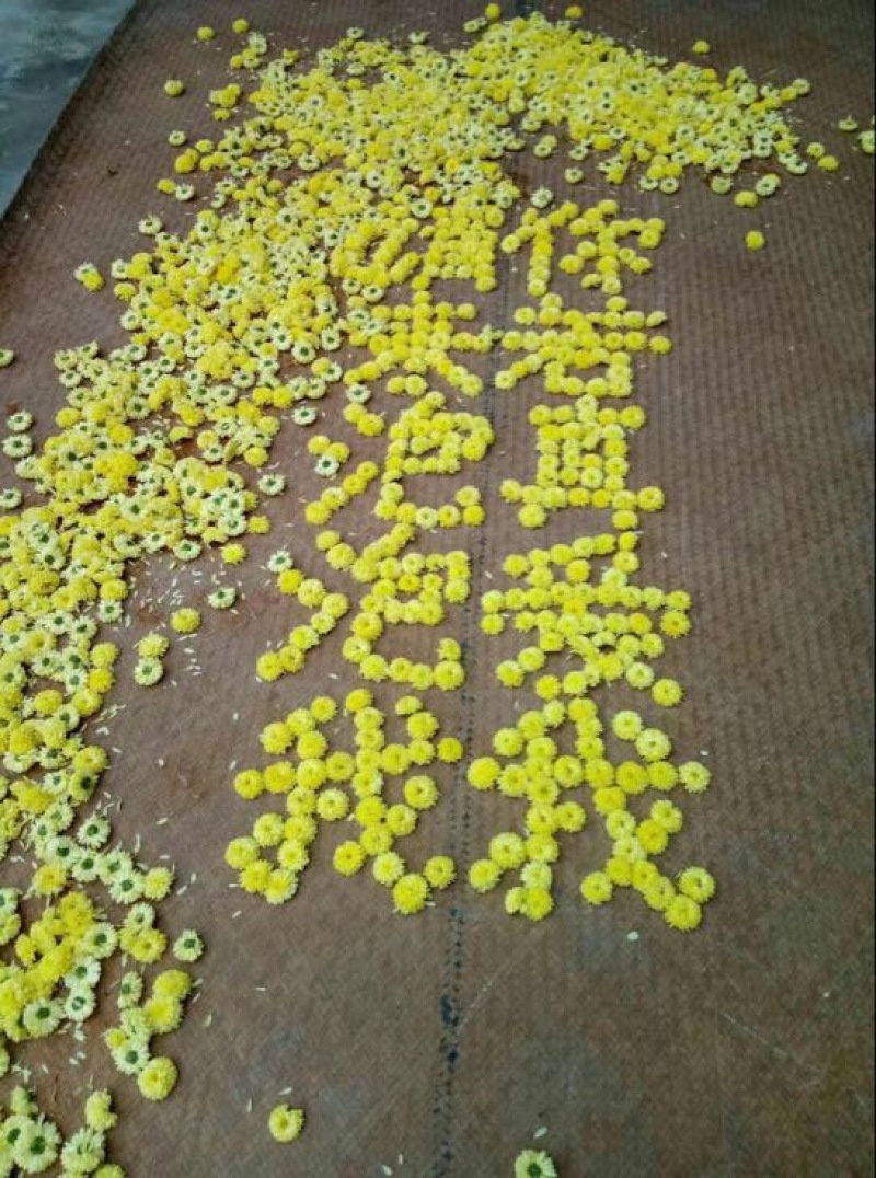 菊花种苗