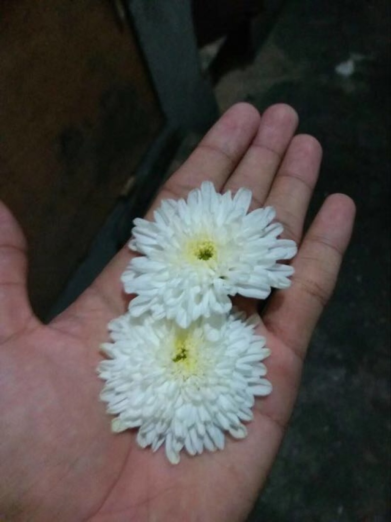菊花种苗