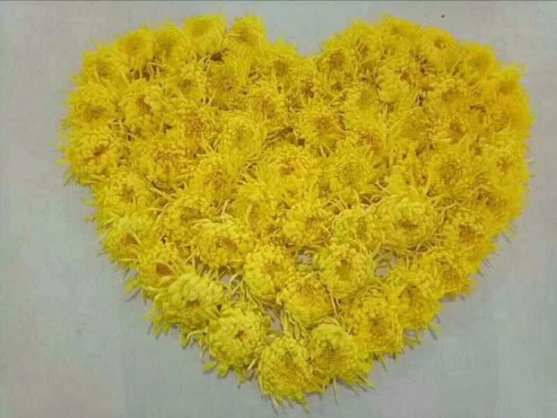 菊花种苗