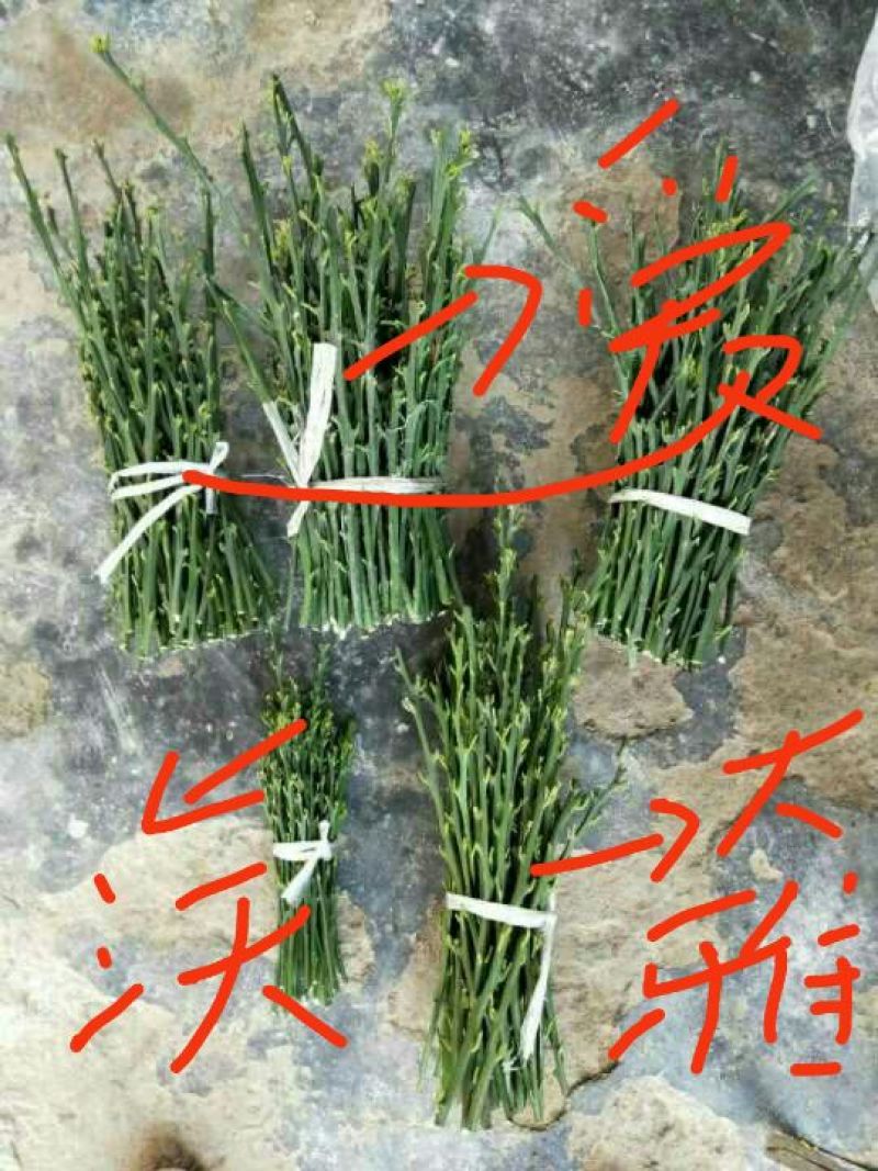 明日见，金秋，甘平枝条20~30cm