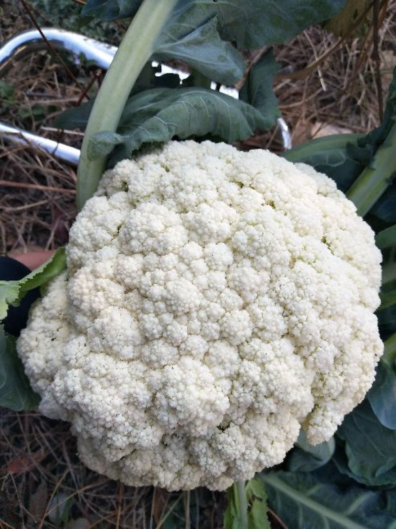 松花菜2~3斤散花乳白预售产地直供货源充足实力代办