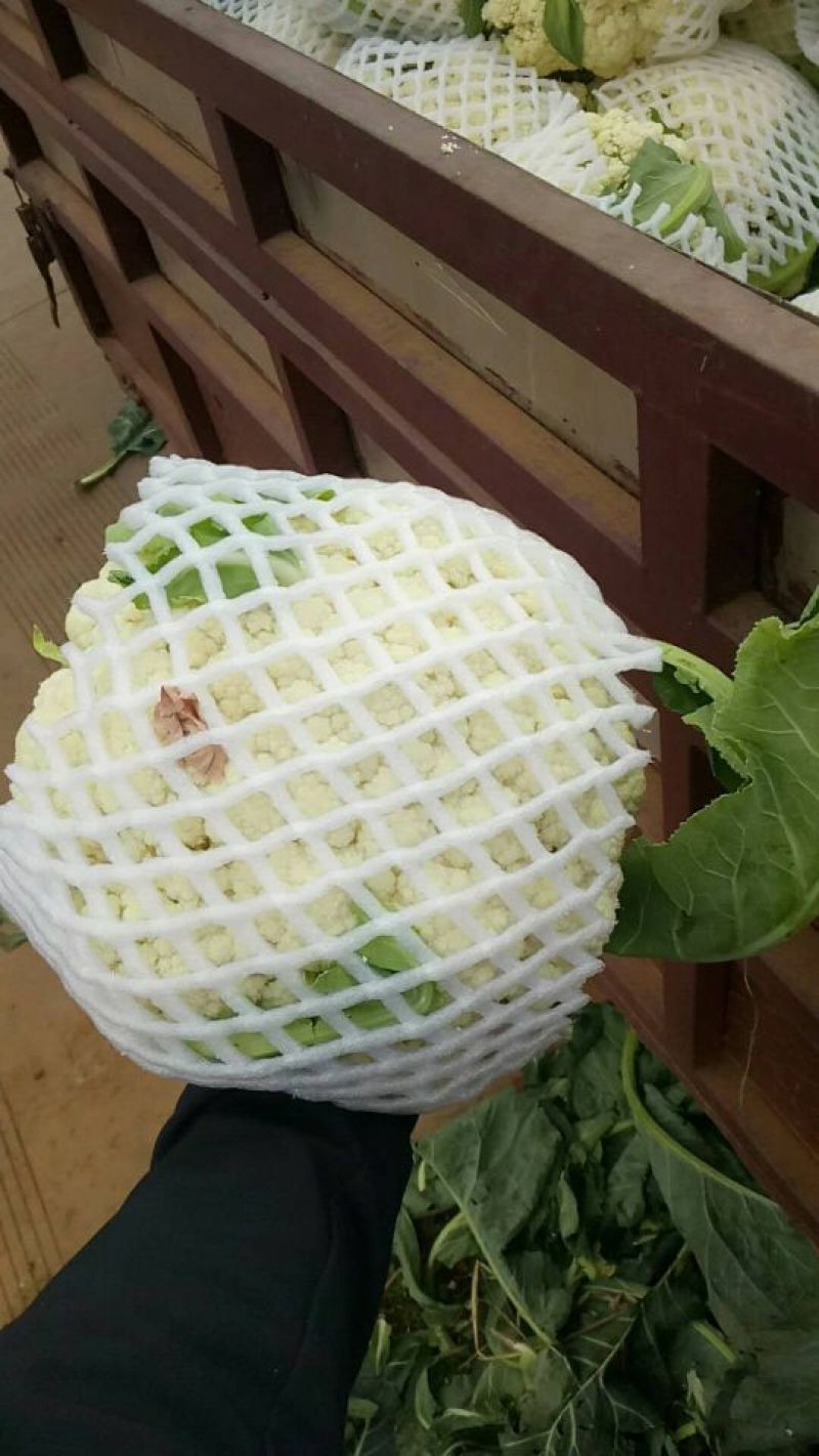 松花菜2~3斤散花乳白预售产地直供货源充足实力代办