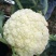 松花菜2~3斤散花乳白预售产地直供货源充足实力代办
