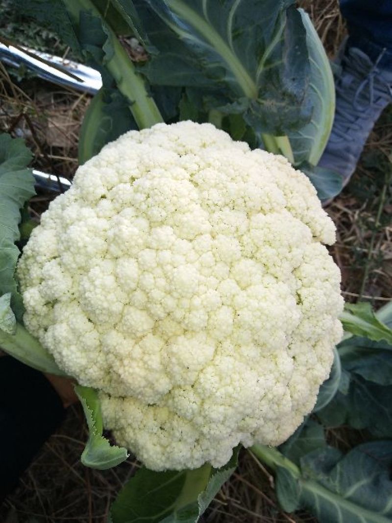 松花菜2~3斤散花乳白预售产地直供货源充足实力代办