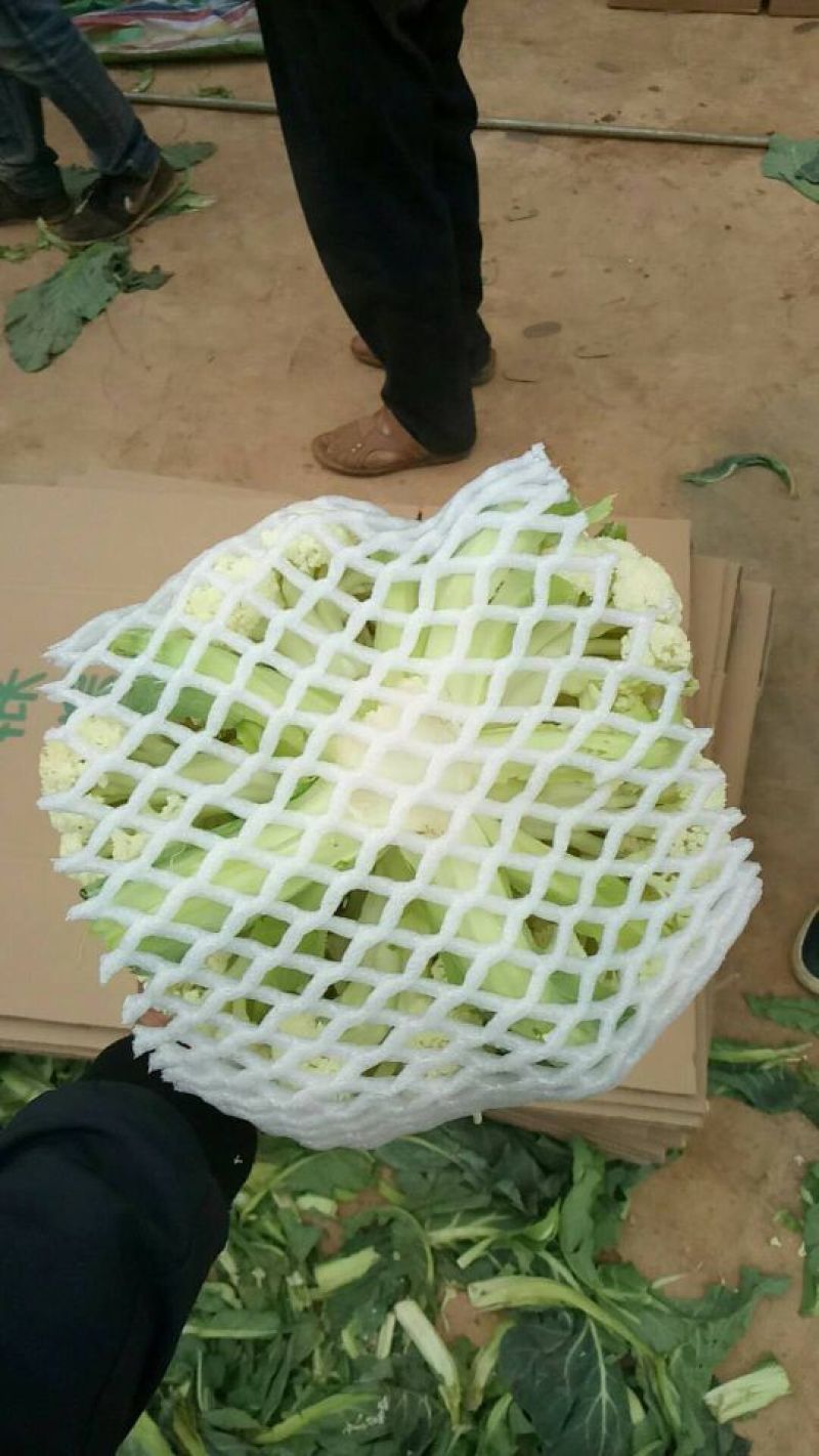 松花菜2~3斤散花乳白预售产地直供货源充足实力代办
