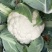 松花菜2~3斤散花乳白预售产地直供货源充足实力代办