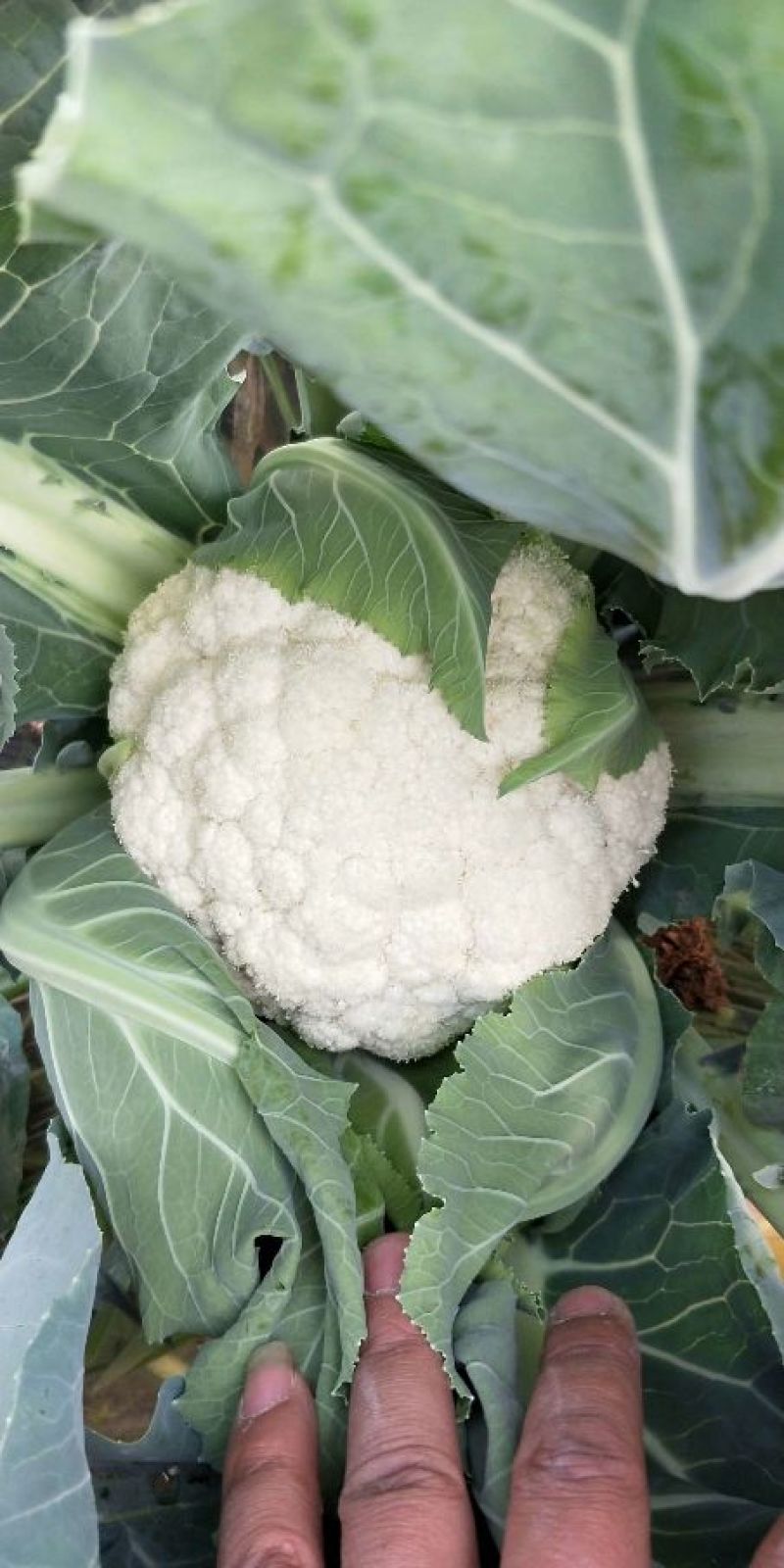 松花菜2~3斤散花乳白预售产地直供货源充足实力代办