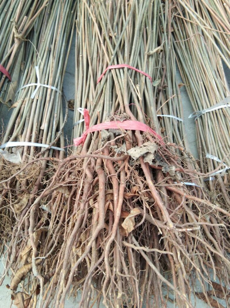 红油香椿苗70~80cm大棚
