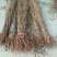 红油香椿苗70~80cm大棚