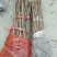 红油香椿苗70~80cm大棚