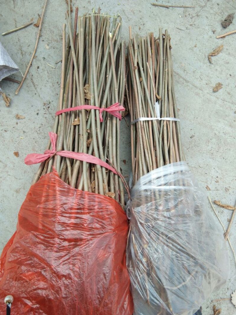红油香椿苗70~80cm大棚