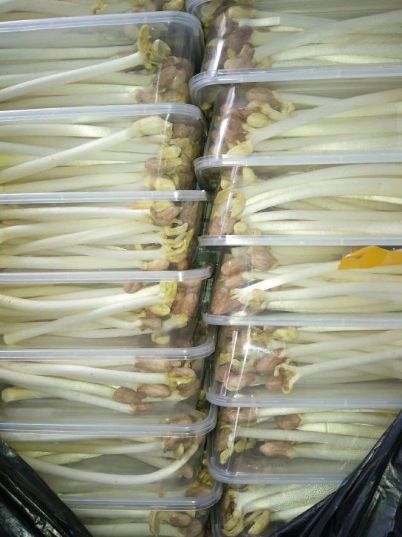 花生芽包装，山东高品质基地直发