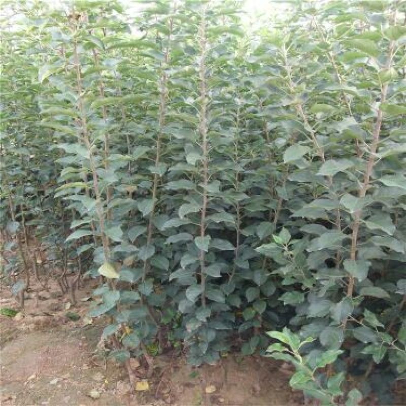鲁丽苹果树苗70~80cm