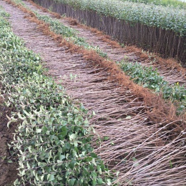 鲁丽苹果树苗70~80cm