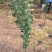 鲁丽苹果树苗70~80cm