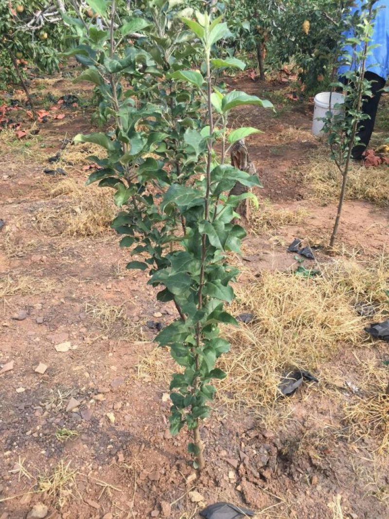 鲁丽苹果树苗70~80cm