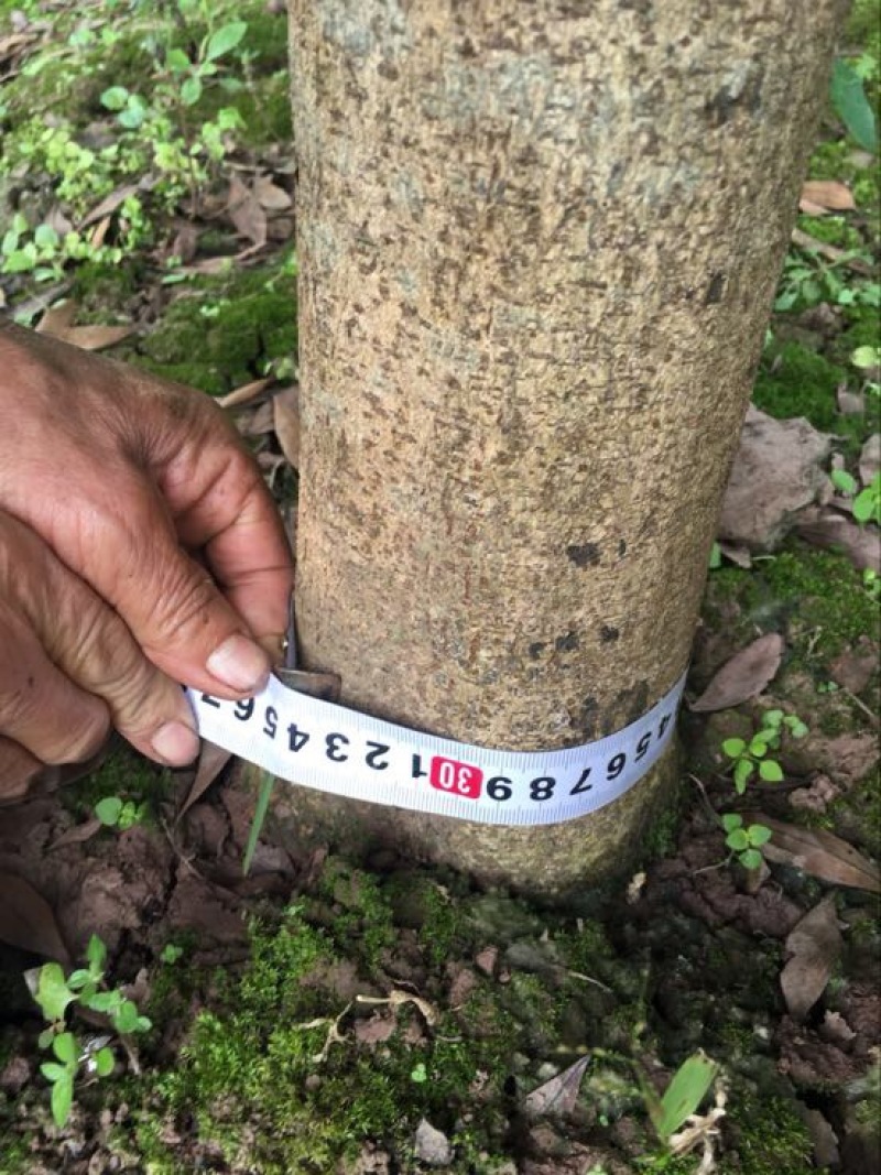 银杏树10~12cm4米以上1~2米