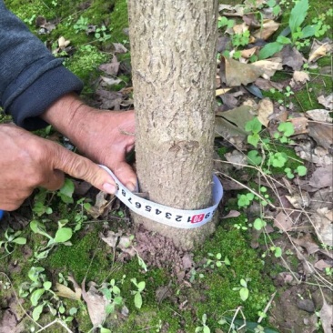 银杏树10~12cm4米以上1~2米