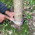 银杏树10~12cm4米以上1~2米