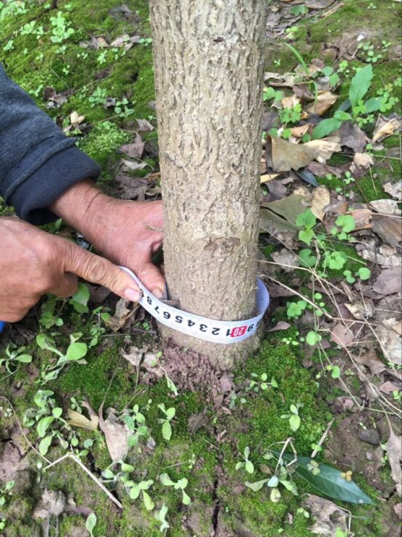 银杏树10~12cm4米以上1~2米