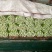 河北西芹法国皇后芹菜55cm以上茎杆脆嫩欢迎联系