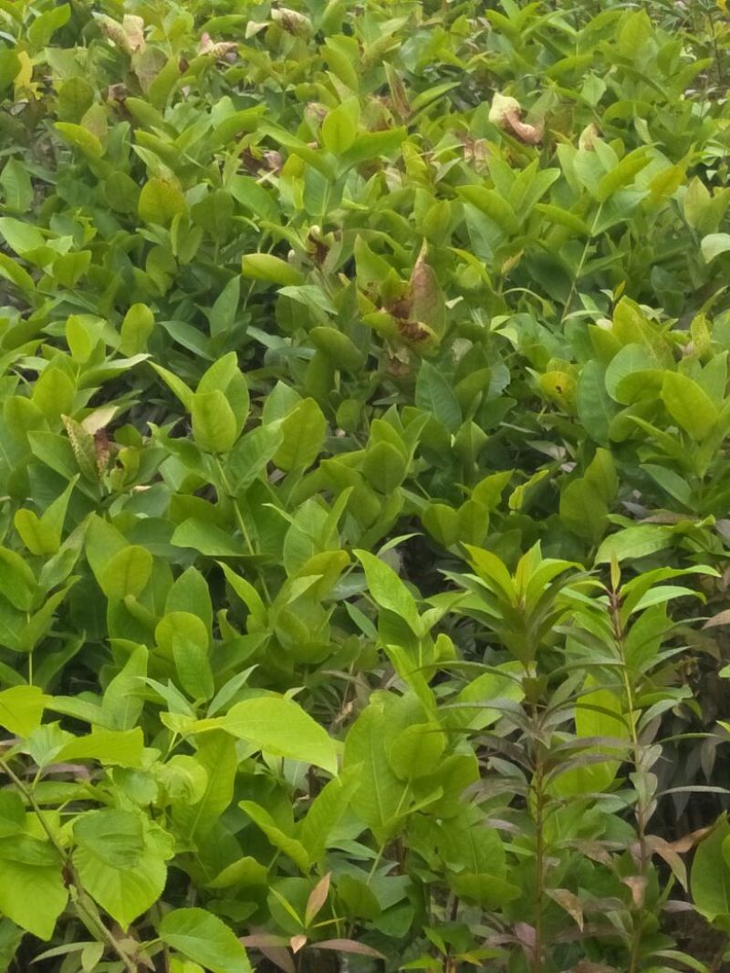 莲雾种苗