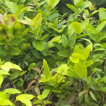 莲雾种苗